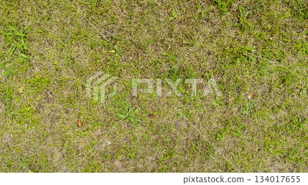 Green grass and damage dry grass texture background with lawn bald spots 134017655