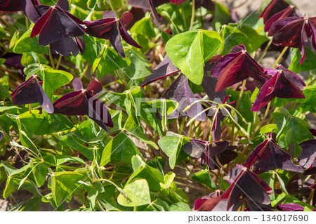 Oxalis Triangularis green Plant Flower Leaves 134017690