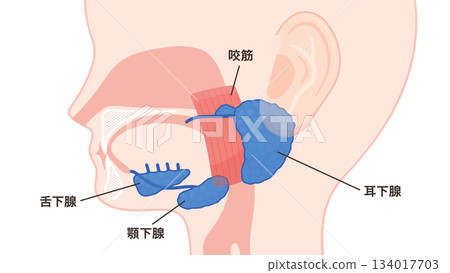 Illustration of the salivary glands_parotid gland, submandibular gland, sublingual gland and masseter muscle 134017703