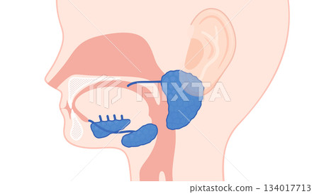 Illustration of salivary glands_No name Illustration of salivary glands_No name 134017713