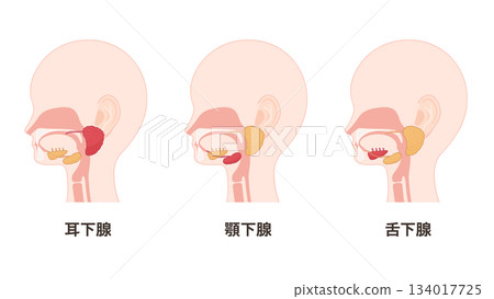 Illustration of the salivary glands - highlighting the parotid, submandibular, and sublingual glands 134017725