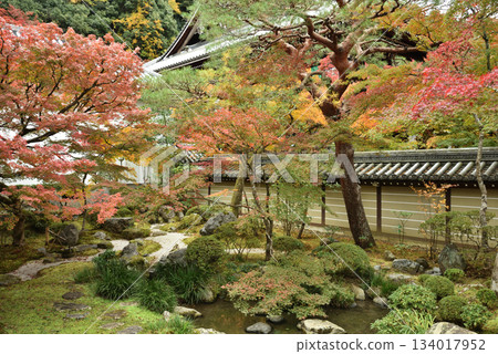 Autumn maple trees at Eikando Zenrinji Temple, the south garden of Shakado Hall and the Goei-do Hall (Sakyo Ward, Kyoto City) Autumn maple trees at Eikando Zenrinji Temple, the south garden of Shakado Hall and the Goei-do Hall (Sakyo Ward, Kyoto City) 134017952