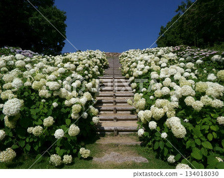 Stairs surrounded by white Annabelle Stairs surrounded by white Annabelle 134018030