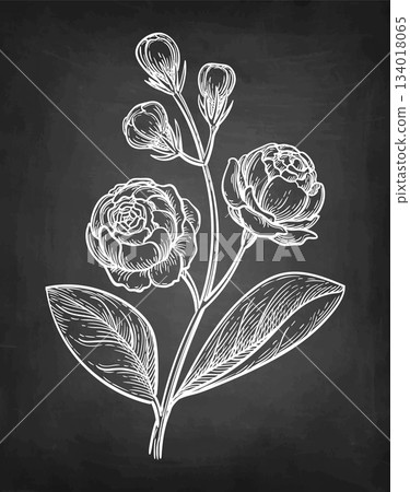 Jasmine Sambac Grand Duke of Tuscany chalk sketch. Jasmine Sambac Grand Duke of Tuscany chalk sketch. 134018065