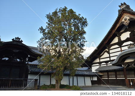 東福寺:九里、北條唐門(京都市東山區) 東福寺:九里、北條唐門(京都市東山區) 134018112