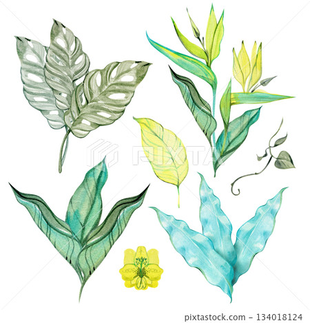 Watercolor tropical leaf set with monstera, calathea, banana leaf, heliconia sprout and bright greenery. Ideal for botanical compositions, branding, packaging, invitations, and textile design. 134018124