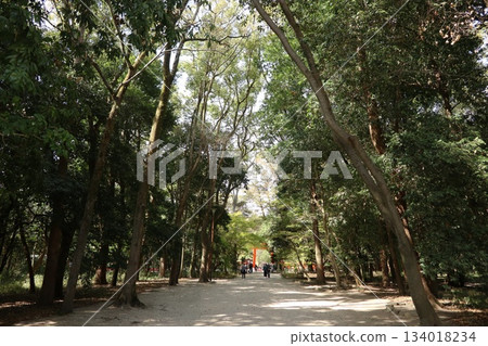 京都世界遺產：下鴨神社參道與鰣林 134018234