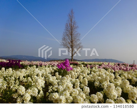 A landscape with a single tree standing in a flower field 134018580