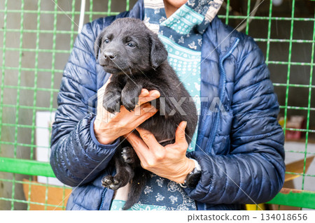 Woman holds a black Labrador puppy. The small animal in shelter. Adopt dog Woman holds a black Labrador puppy. The small animal in shelter. Adopt dog 134018656