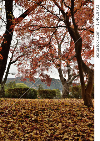 Daikakuji Temple in autumn: Maple trees and fallen leaves at Osawa Pond (Ukyo Ward, Kyoto City) 134018733