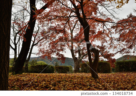 Daikakuji Temple in autumn: Maple trees and fallen leaves at Osawa Pond (Ukyo Ward, Kyoto City) 134018734
