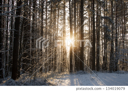 Sunlight shining through snowy trees in a serene winter forest Sunlight shining through snowy trees in a serene winter forest 134019079