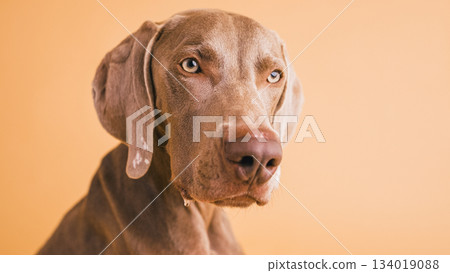 Weimaraner dog portrait with striking light eyes 134019088