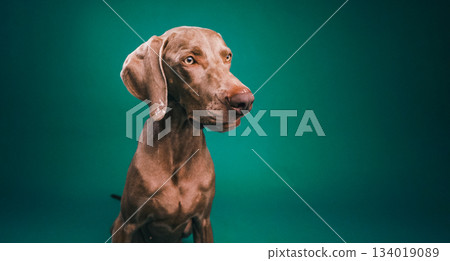 Weimaraner dog looking away on green backdrop Weimaraner dog looking away on green backdrop 134019089