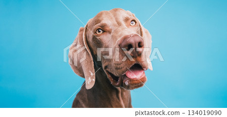 Weimaraner dog looking at camera with open mouth 134019090