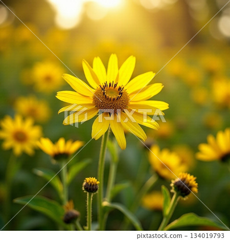 AI generated Peaceful warm weather scene with blooming daisies and lush surroundings 134019793