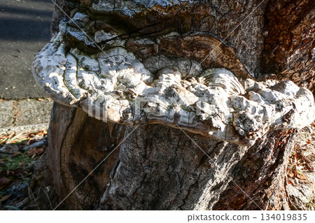 在岩手縣奧州市水澤公園發現的一株大型多孔菌(Polyporus polyporus)。 在岩手縣奧州市水澤公園發現的一株大型多孔菌(Polyporus polyporus)。 134019835