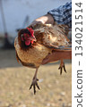 a chicken with red crest 134021514