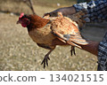 a chicken with red crest 134021515