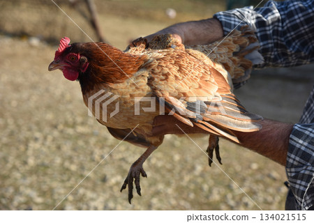 a chicken with red crest a chicken with red crest 134021515