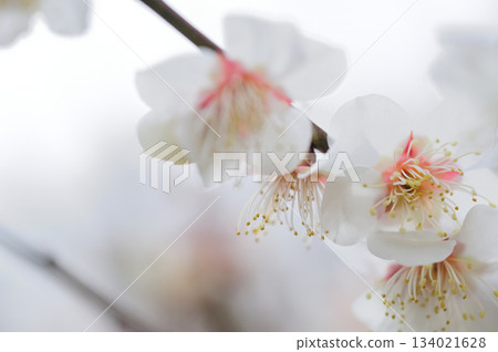 春天來了 春天來了 134021628