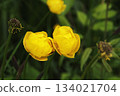 Two bright yellow globe-flowers in meadow 134021704
