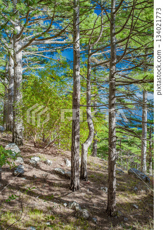 pine trees in mountain coniferous forest on slope, vertical frame pine trees in mountain coniferous forest on slope, vertical frame 134021773