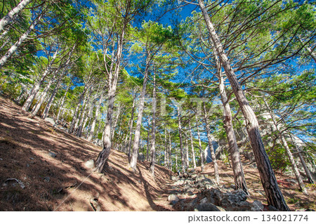 pine trees in mountain coniferous forest on slope pine trees in mountain coniferous forest on slope 134021774