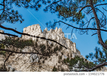 view of mountain peaks through branches of trees 134021776