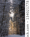 A tranquil winter pathway illuminated by soft sunlight breaking through snow-covered trees. 134021778