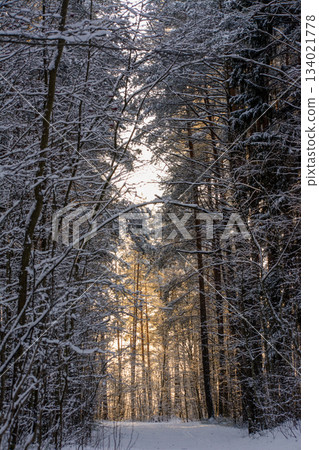 A tranquil winter pathway illuminated by soft sunlight breaking through snow-covered trees. 134021778