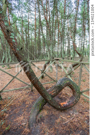 forest with sloping and curved trunks of growing pines forest with sloping and curved trunks of growing pines 134021804