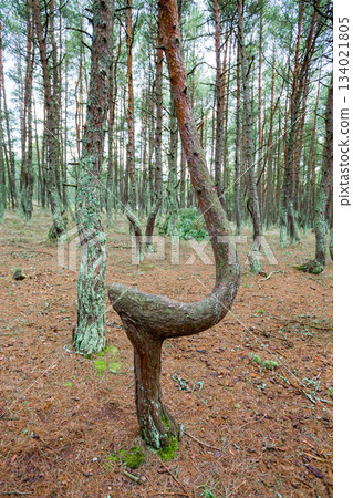 forest with sloping and curved trunks of growing pines bizarre shape forest with sloping and curved trunks of growing pines bizarre shape 134021805