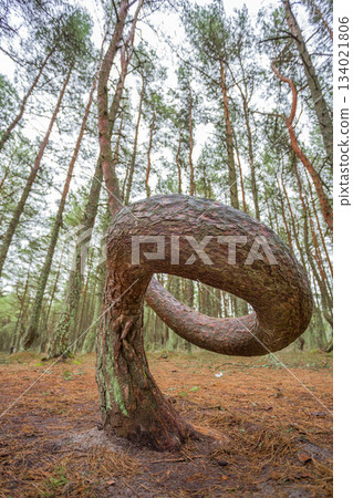forest with sloping and curved trunks of growing pines swirled shape 134021806