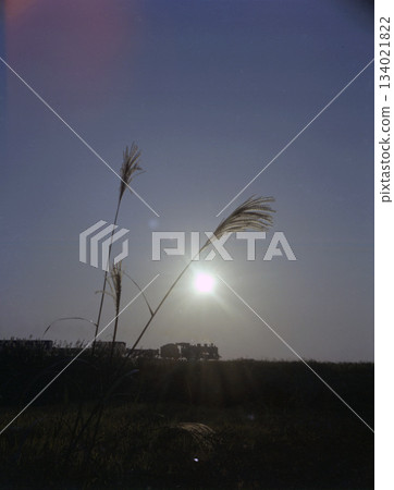 Susuki grass and steam locomotive 134021822