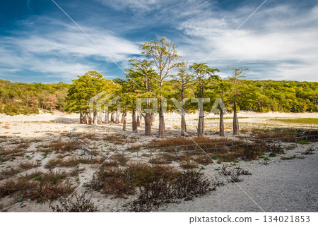 Water cypresses at bottom of dried-up mountain lake Water cypresses at bottom of dried-up mountain lake 134021853