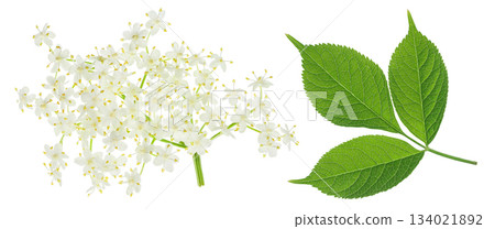 Elderberry flower or Sambucus nigra isolated on a white background. Elderberry flower or Sambucus nigra isolated on a white background. 134021892