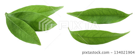 Green lychee leaf isolated on a white background. Top view. Flat lay 134021904