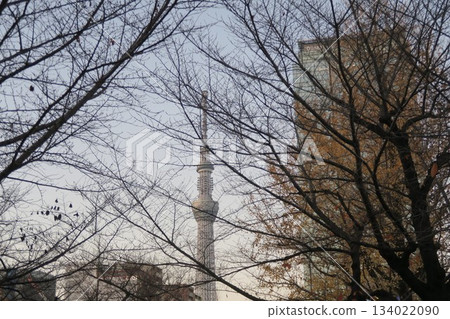 欣賞晴空塔和秋葉美景 欣賞晴空塔和秋葉美景 134022090