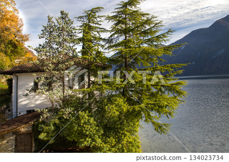 View on Lugano lake and  Cedar trees and autumn leaf color 134023734