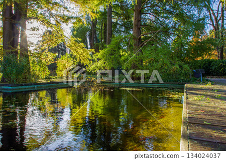 Yellow maple AND OTHER leaves in water Yellow maple AND OTHER leaves in water 134024037