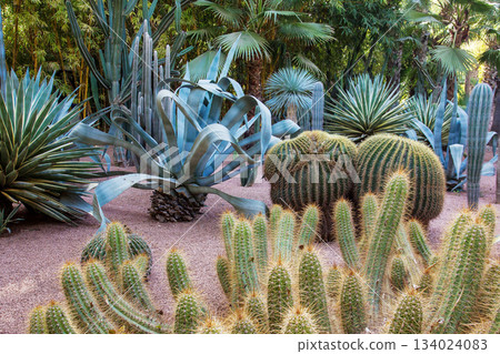 Cacti on rose sand  bamboo trees in amazing cacti Majorelle garden. View from covering footpath,; z; 134024083