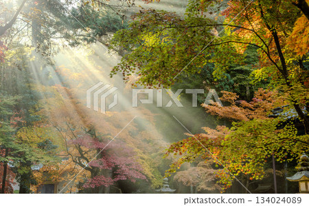 世羅町今小野山龍華寺秋葉與陽光 134024089