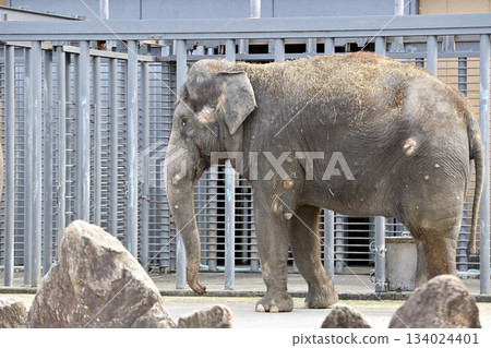 Asian elephant Asian elephant 134024401