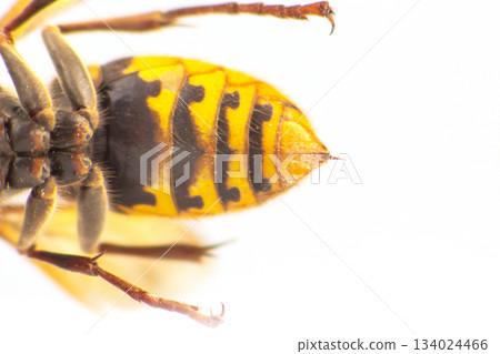 A detailed close-up of a wasp with yellow and black stripes 134024466