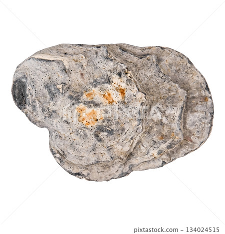Closed raw oyster isolated on white background. Delicacy food. Closed raw oyster isolated on white background. Delicacy food. 134024515