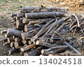 Large stack of freshly cut tree logs piled outdoors on dry grass with visible wood texture, annual rings and bark details under natural daylight in rural forest area 134024518