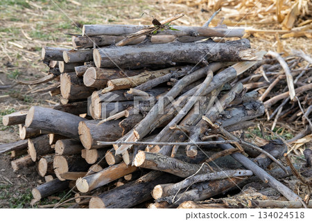 Large stack of freshly cut tree logs piled outdoors on dry grass with visible wood texture, annual rings and bark details under natural daylight in rural forest area Large stack of freshly cut tree logs piled outdoors on dry grass with visible wood texture, annual rings and bark details under natural daylight in rural forest area 134024518