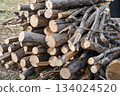 Large stack of freshly cut tree logs piled outdoors on dry grass with visible wood texture, annual rings and bark details under natural daylight in rural forest area 134024520