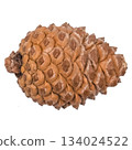 christmas pine cone isolated on white 134024522